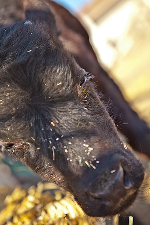 RR_2012_Spring_BBQ_020