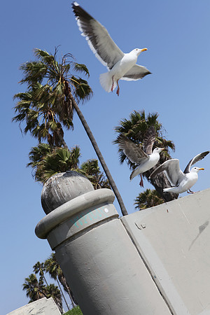 Seagulls Hanging Out in Venice
