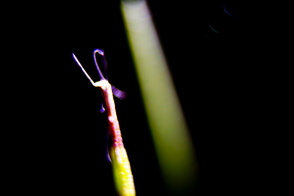 plant_stick_mana