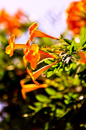 00orange flowerza