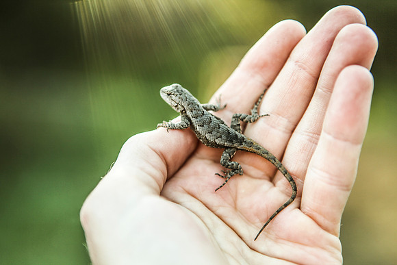 Light_Up_Lizard
