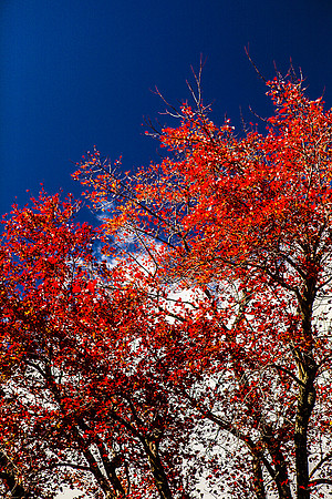 Maple_Tree