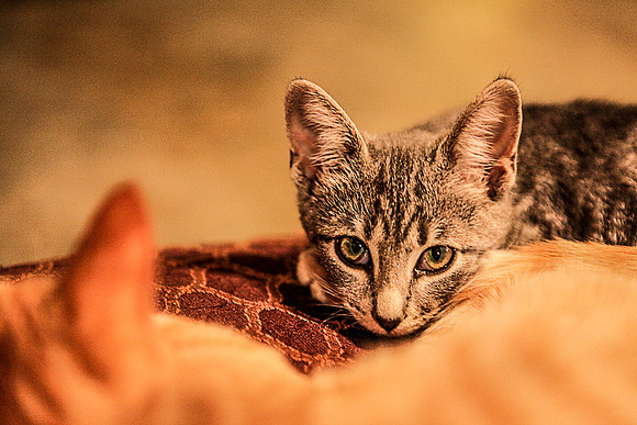 booboo_and_yellow_kitty