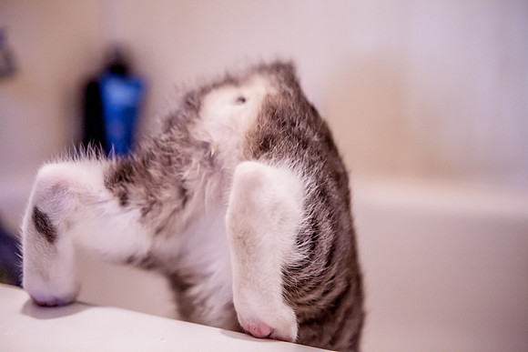 cat_butt