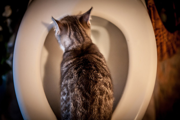 cat_in_toilet
