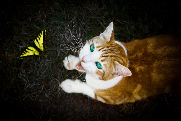 ollie
