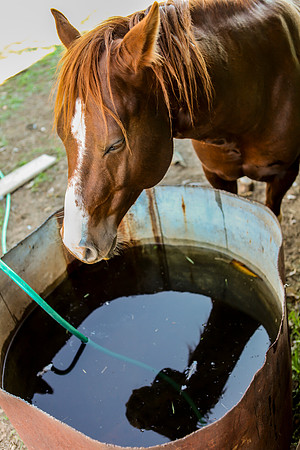 pecos_reflection