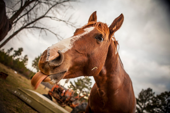 pecos_tongue
