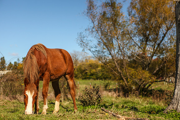 spice_eat_grass