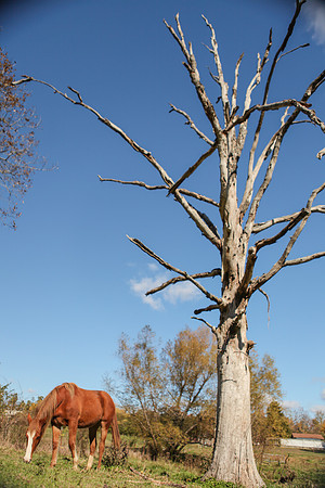 spice_tree_barn