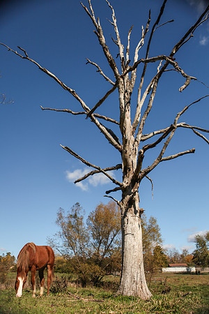 spice_tree