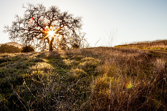 tree_on_hill_with_sunrays