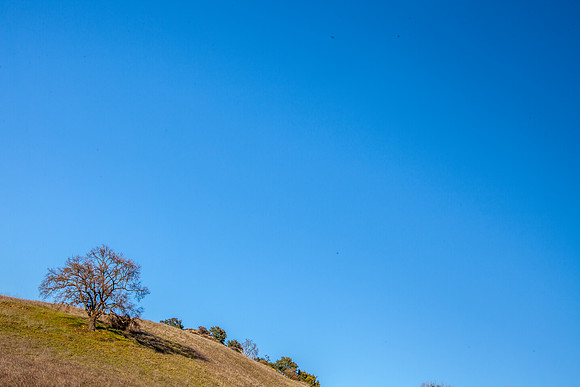 tree_hill
