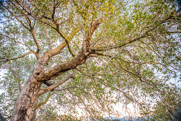 peace_tree