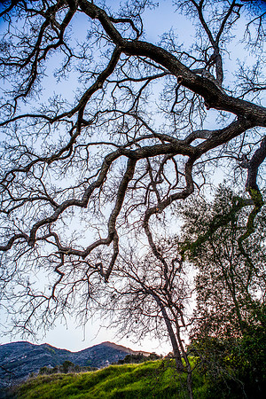 awesome_tree