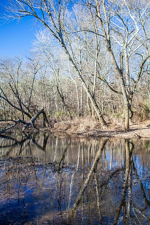 awesome_trees_n_creek