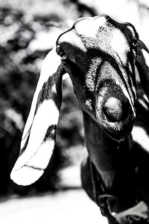 IMG_1368