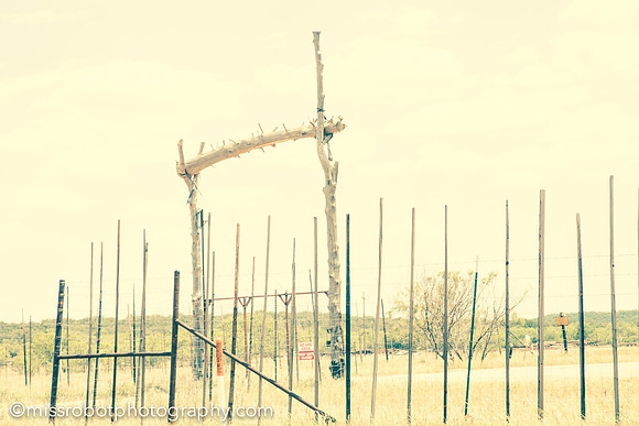 ara_day55_49