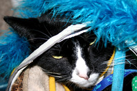 black_white_cat_face