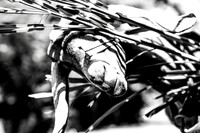 IMG_1367