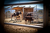 RR_2012_Spring_BBQ_008