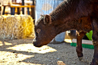 RR_2012_Spring_BBQ_016