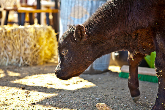 RR_2012_Spring_BBQ_016