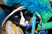 black_white_cat_face_toys_feathers