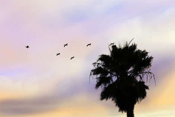 Sunset Palm Puff and Birdie Sillhouettes