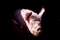 piggy