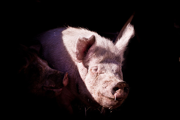 piggy