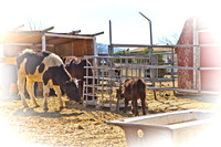 RR_2012_Spring_BBQ_009