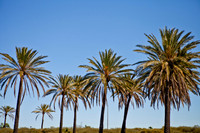 RR_2012_Spring_BBQ_003